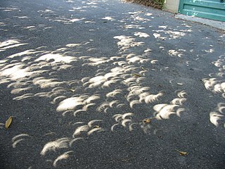 [eclipse viewed through leaves]