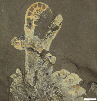Anomalocaris