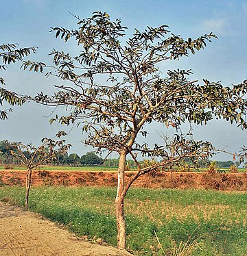 360px-Young_Tree_I_IMG_1655.jpg