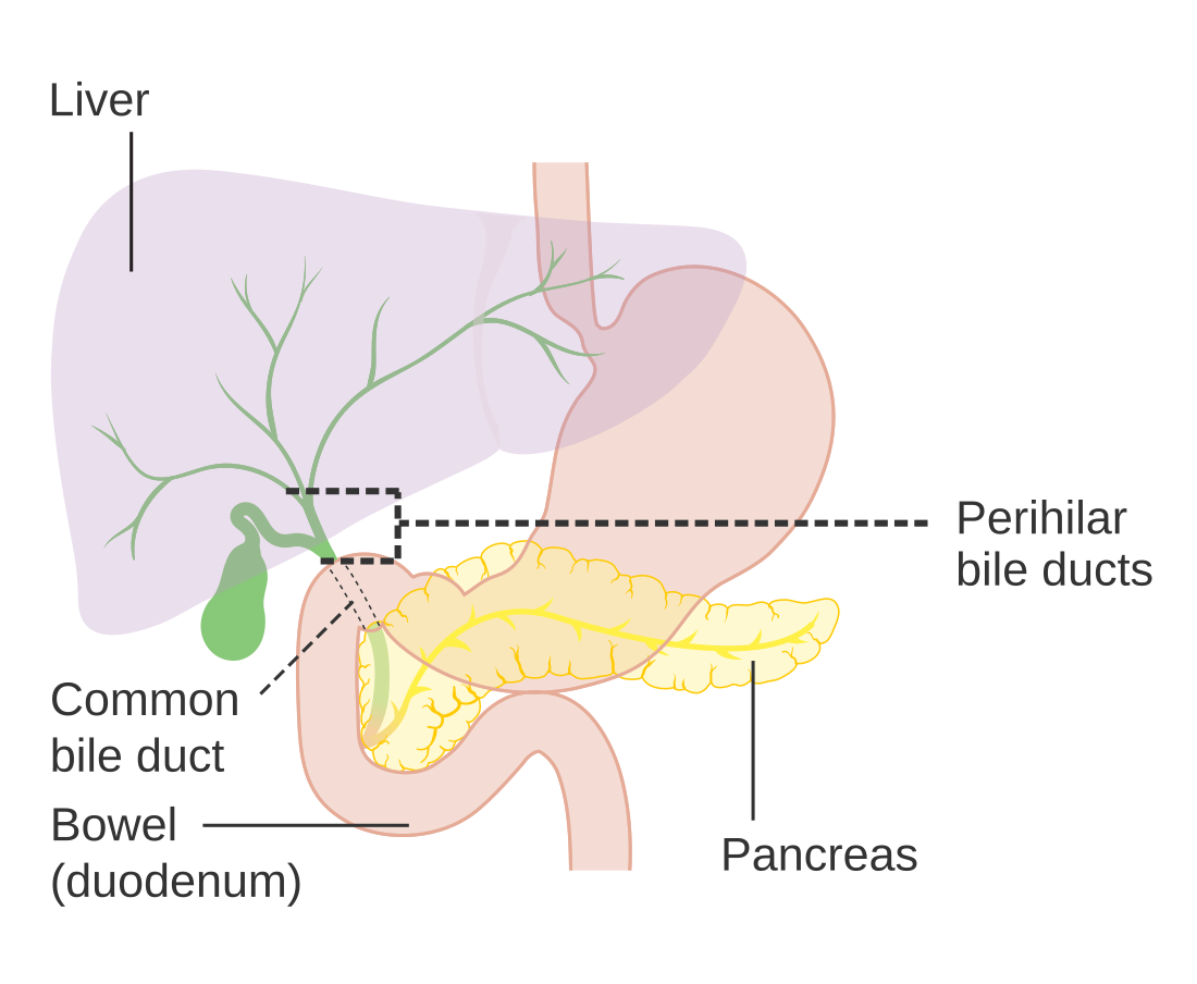 Biliary tract