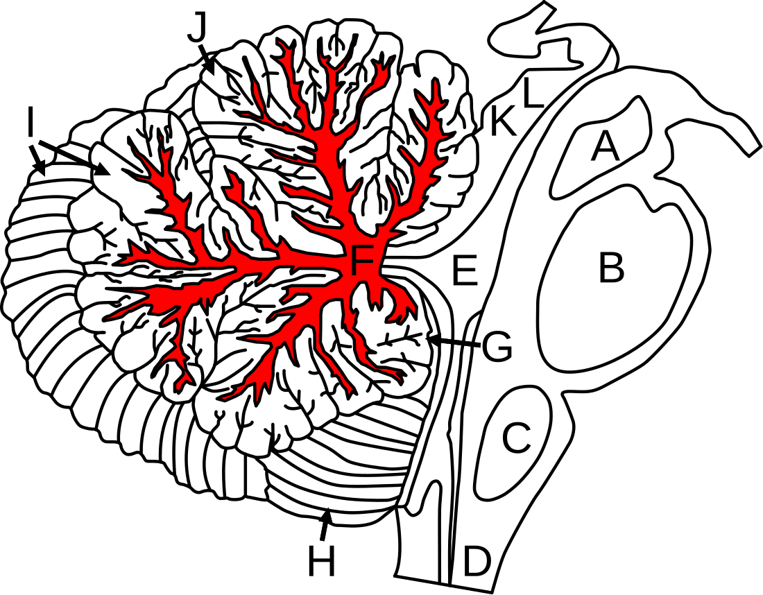 Arbor vitae (anatomy)