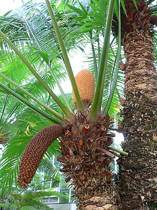 Cycad