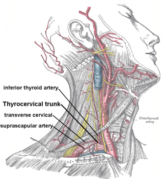 Thyrocervical trunk