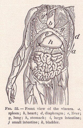 Anatomical terminology