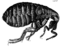 Micrographia Scheme 34.png