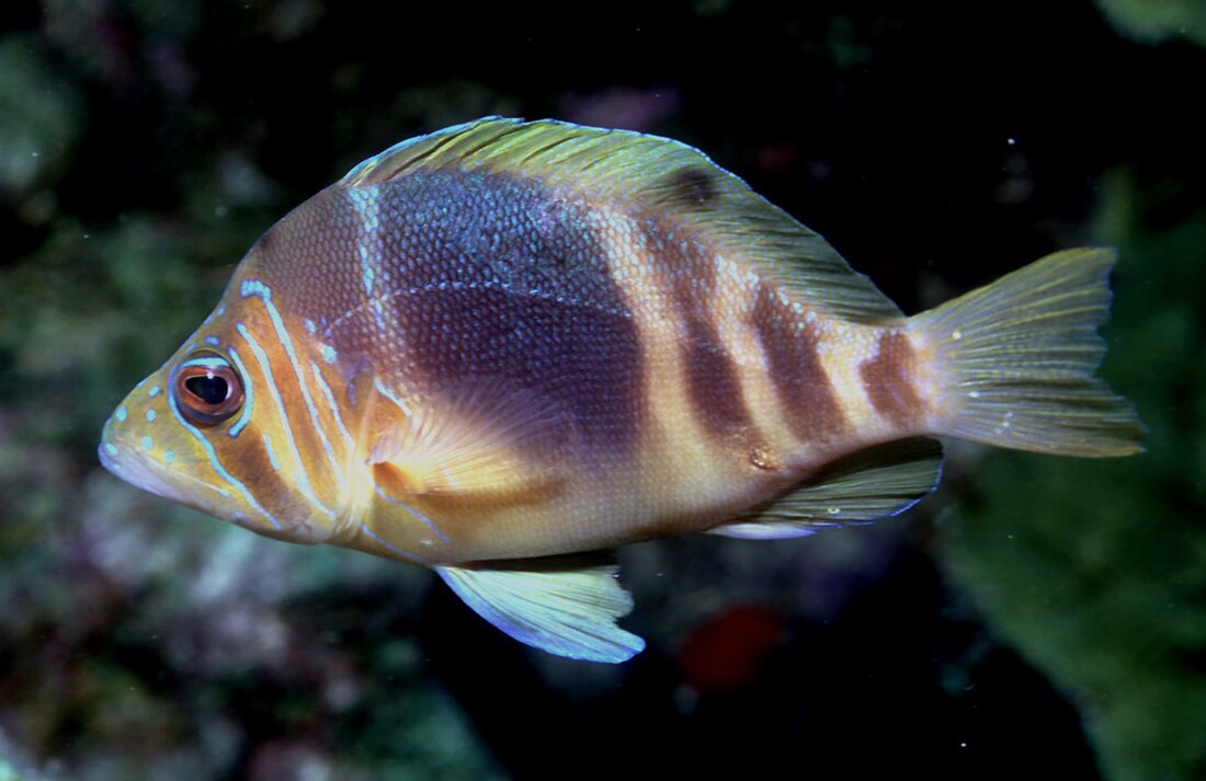 Hypoplectrus