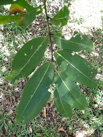 360px-Terminalia_arjuna_leaves_01_by_Line1.JPG