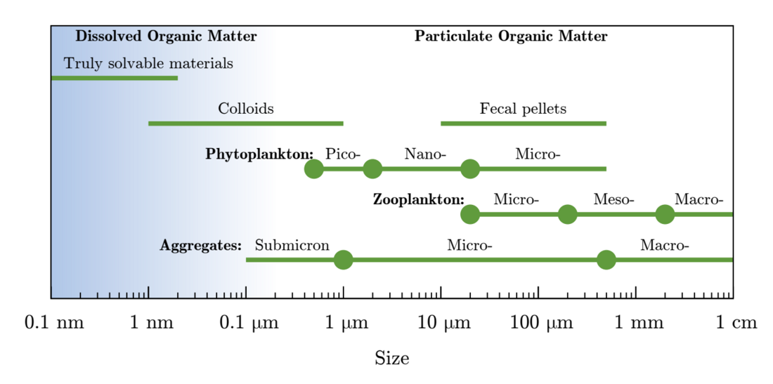 Particulate organic matter