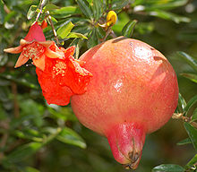 220px-Pomegranate_flower_and_fruit.jpg
