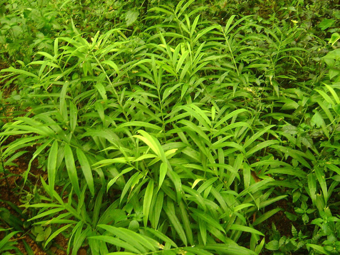 Monocotyledon