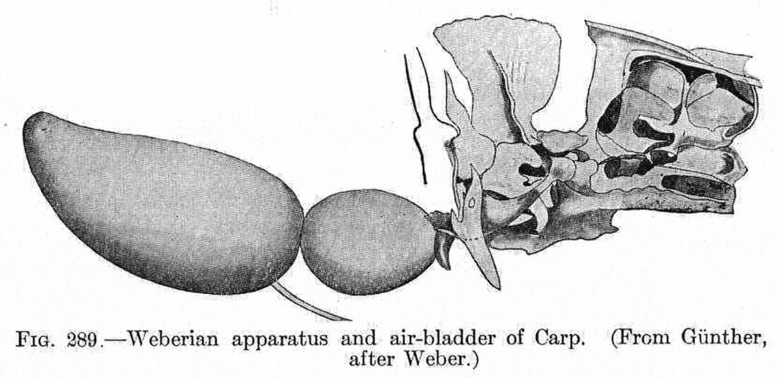 Weberian apparatus