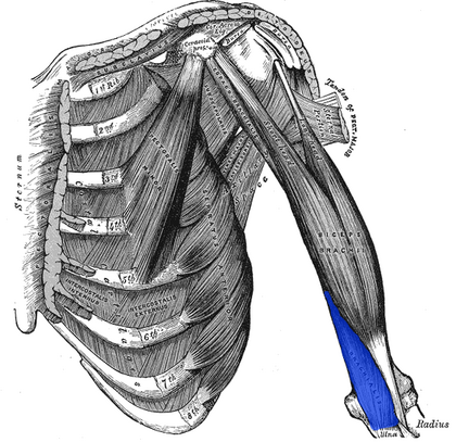 Brachialis muscle