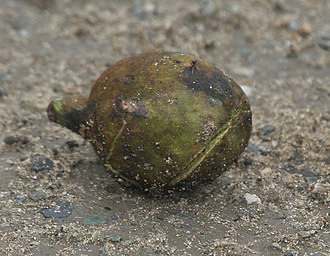 330px-Harra_%28Terminalia_chebula%29_fallen_fruit_at_23_Mile%2C_Duars%2C_WB_W_IMG_5900.jpg