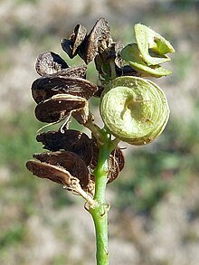 220px-Alfalfa-12.JPG