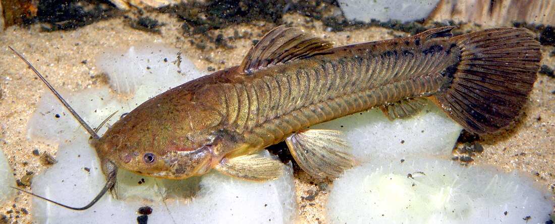 Callichthyidae