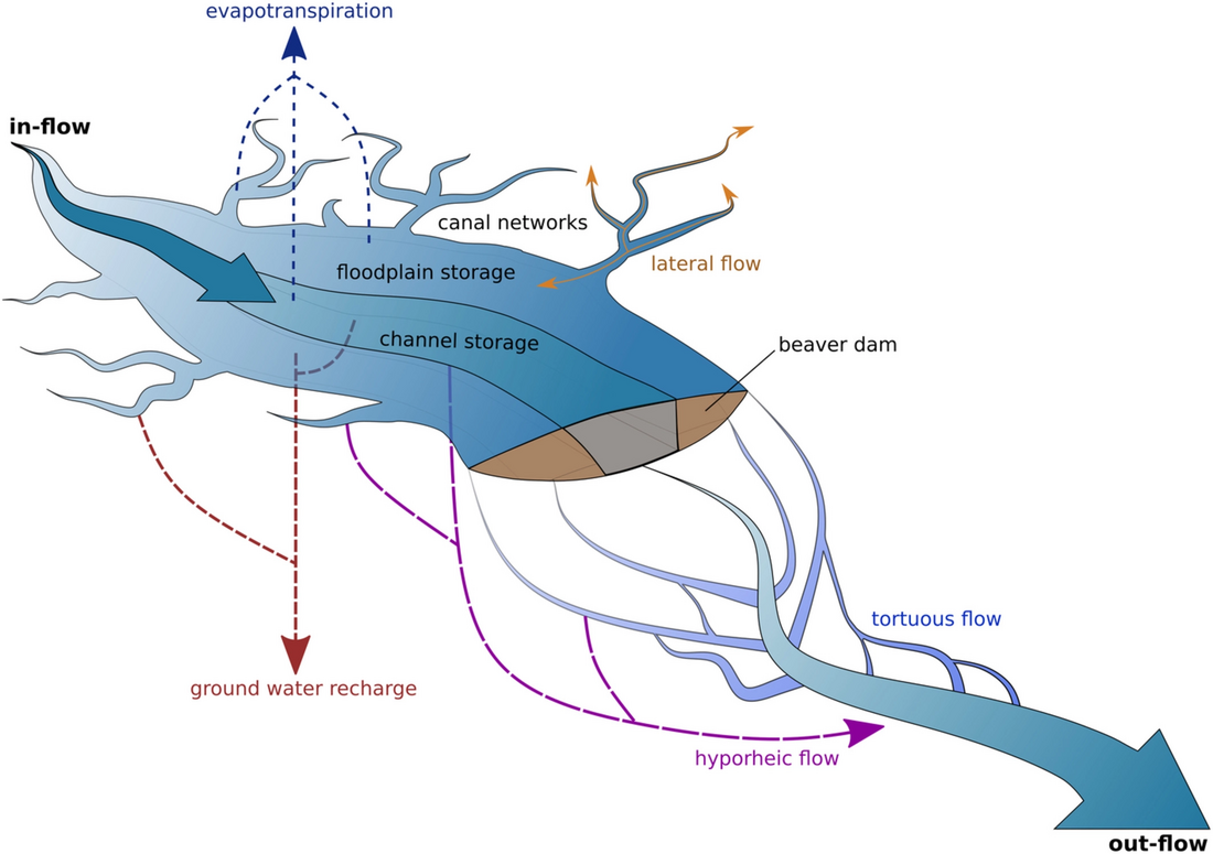 Ecohydrology