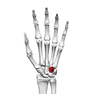 Hamate bone