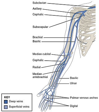 Brachial veins