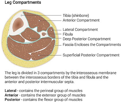 Posterior compartment of leg