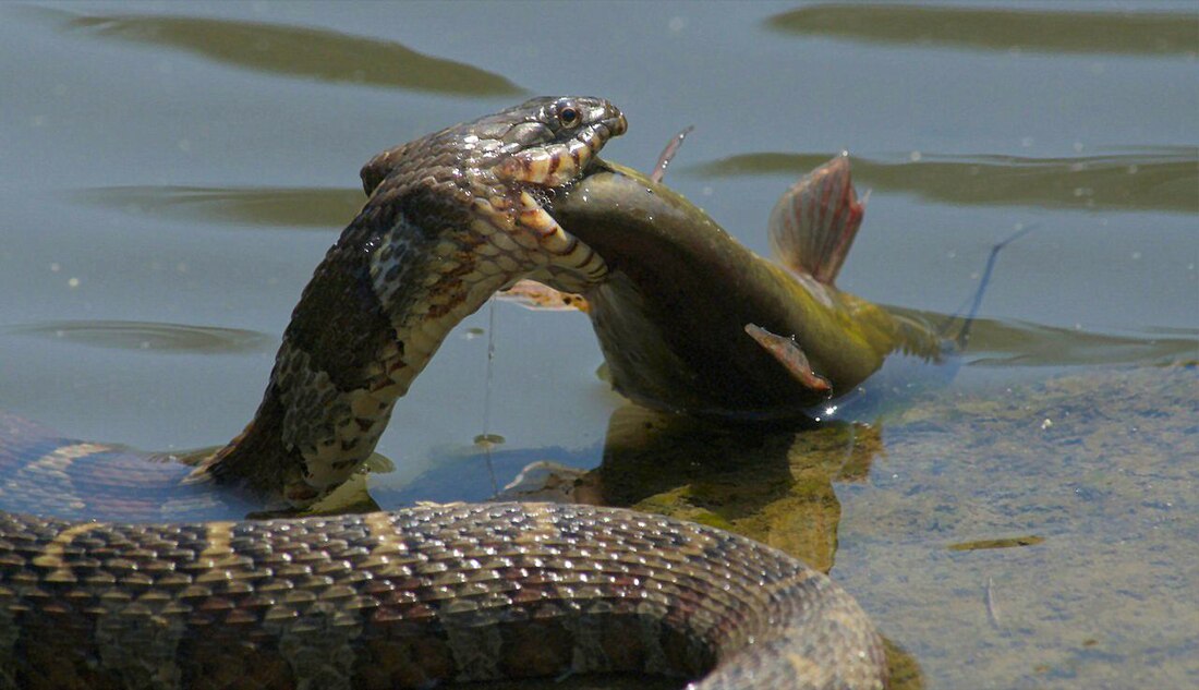 Piscivore
