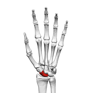 Scaphoid bone
