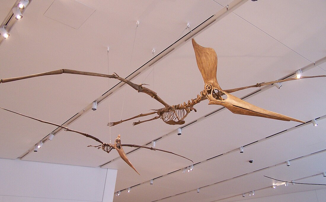 Pteranodontidae