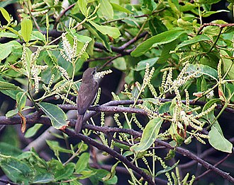 330px-Flowers_with_Sykes%27s_warbler_I_IMG_1880.jpg