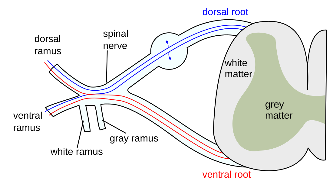 Spinal nerve