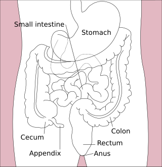 Gastrointestinal tract