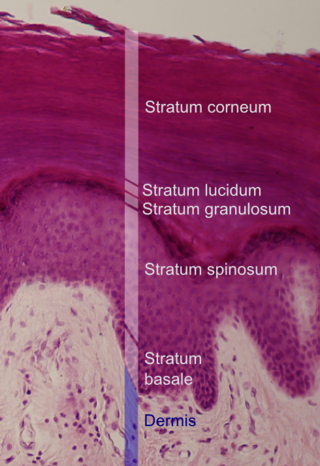 Stratum basale