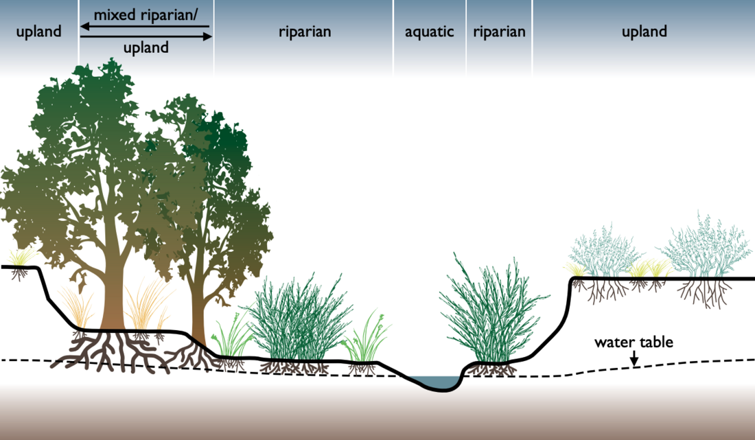 Riparian zone